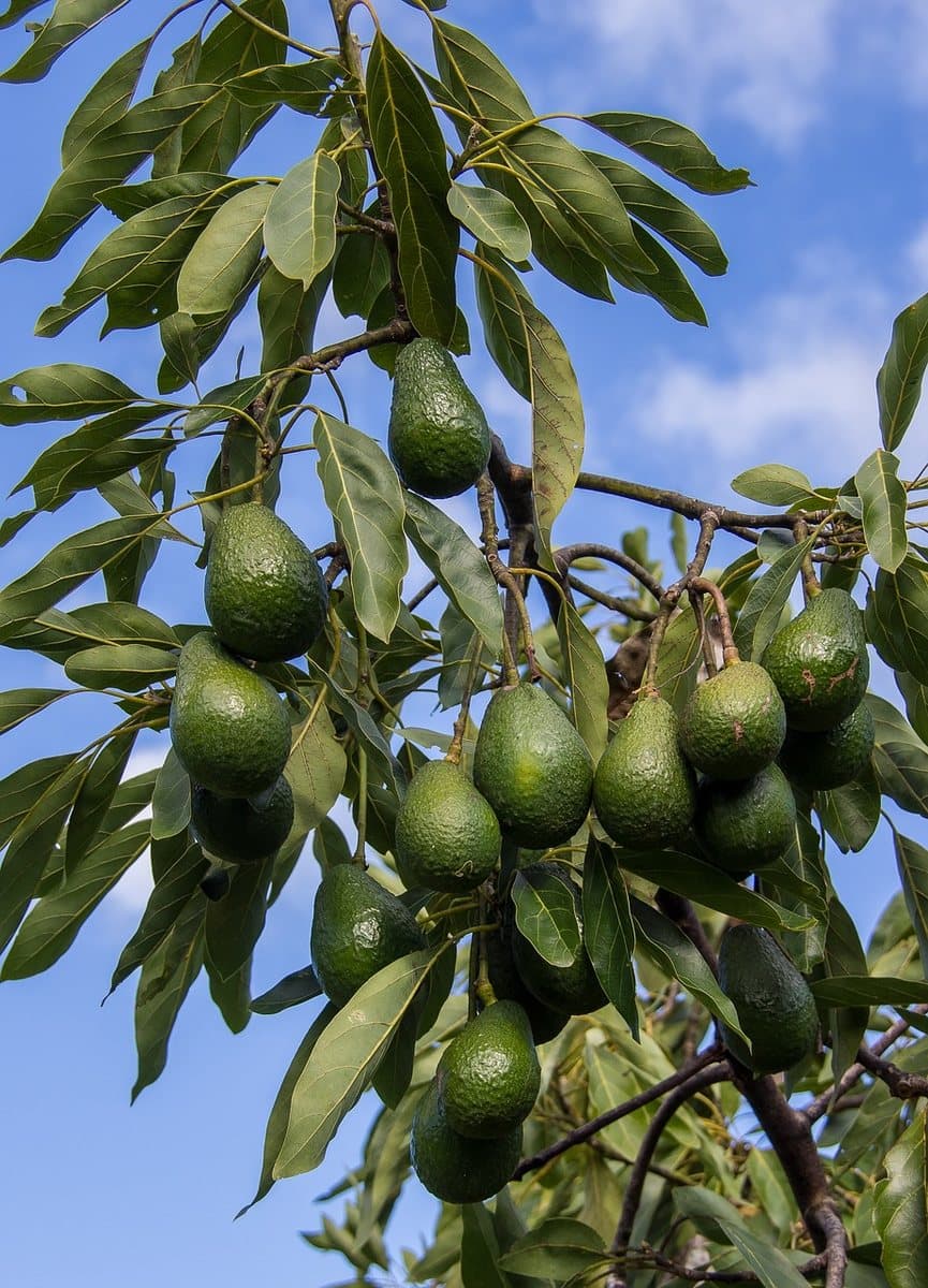 Cultivo de aguacate