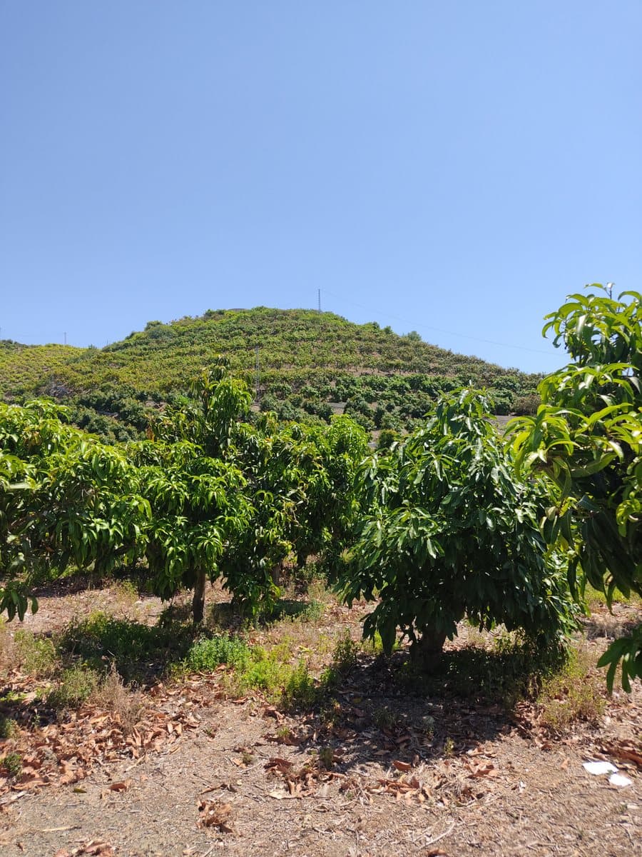 Cultivo de mango