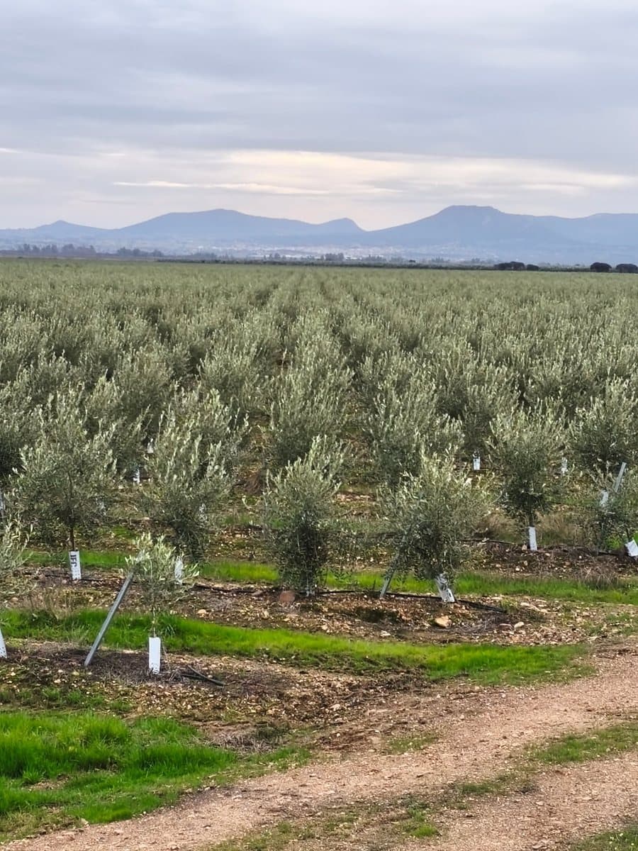 Cultivo de olivar intensivo y superintensivo