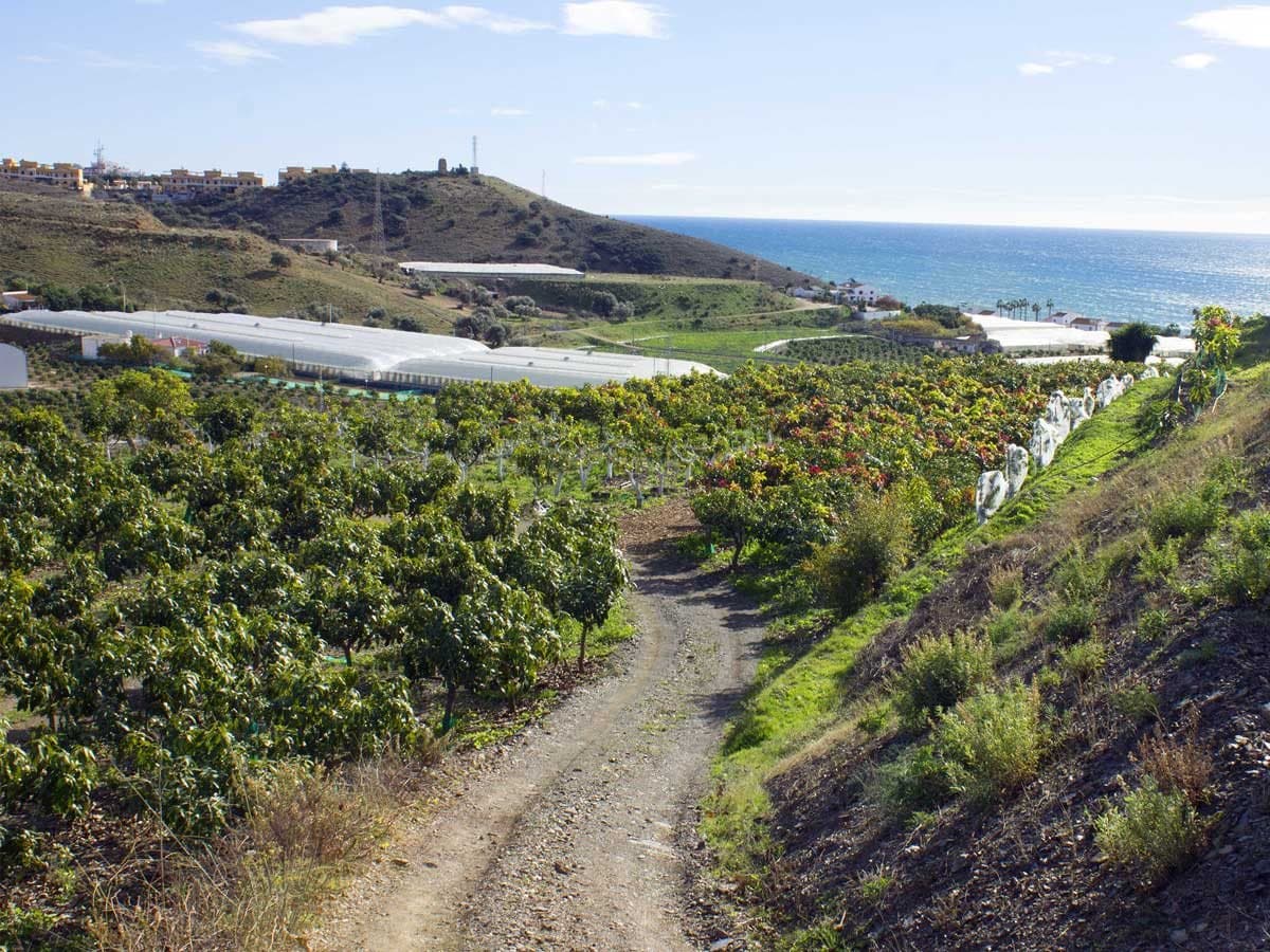 Finca de aguacate y mango en la Axarquía