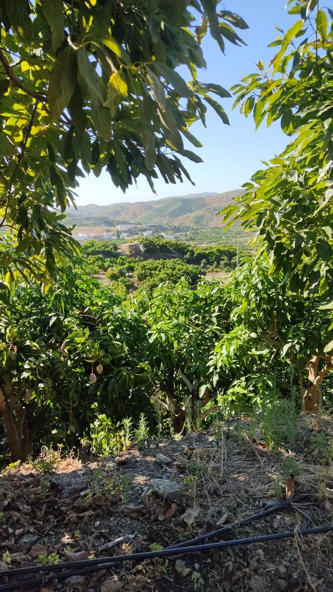 Finca de aguacate y mango en la Axarquía